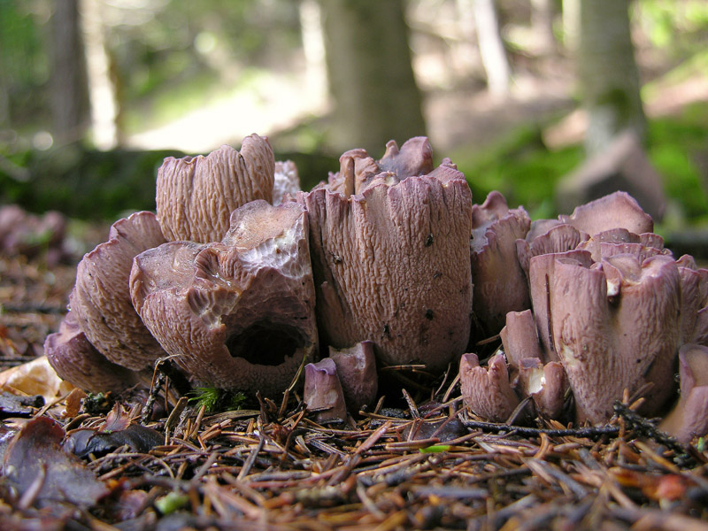 Gomphus clavatus (Pers.) Gray